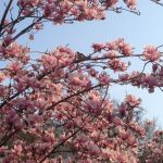 5 Must-Do Spring Family Activities in NYC