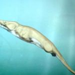 Museum of Natural History- Whales: Giants of the Deep