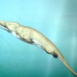 Museum of Natural History- Whales: Giants of the Deep