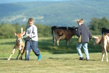 kids with cattle