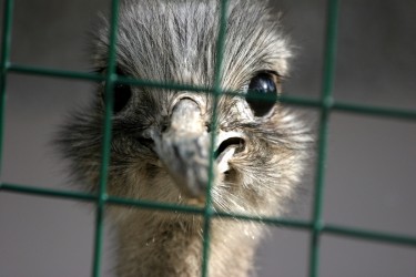 caged ostrich