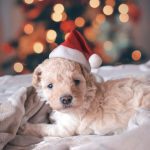 Should You Get Your Kids a Pet for Christmas?