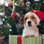 Should You Get Your Kids a Pet for Christmas?