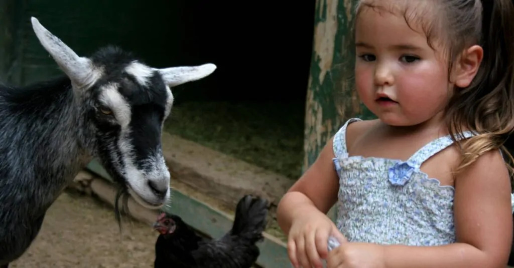 These Are All the Best Petting Zoos in and around NYC Mommybites