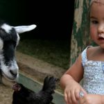These Are the Best Petting Zoos for Toddlers in and around NYC