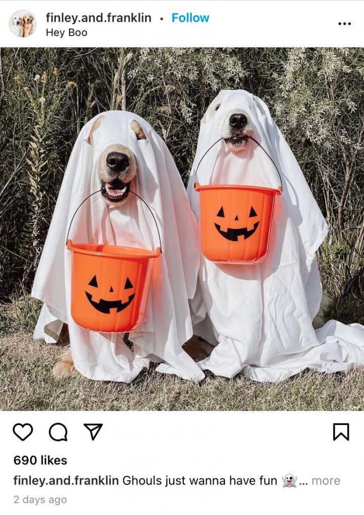 dogs dressed as ghosts
