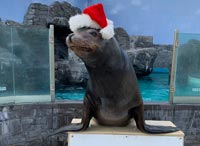 seal in santa hat