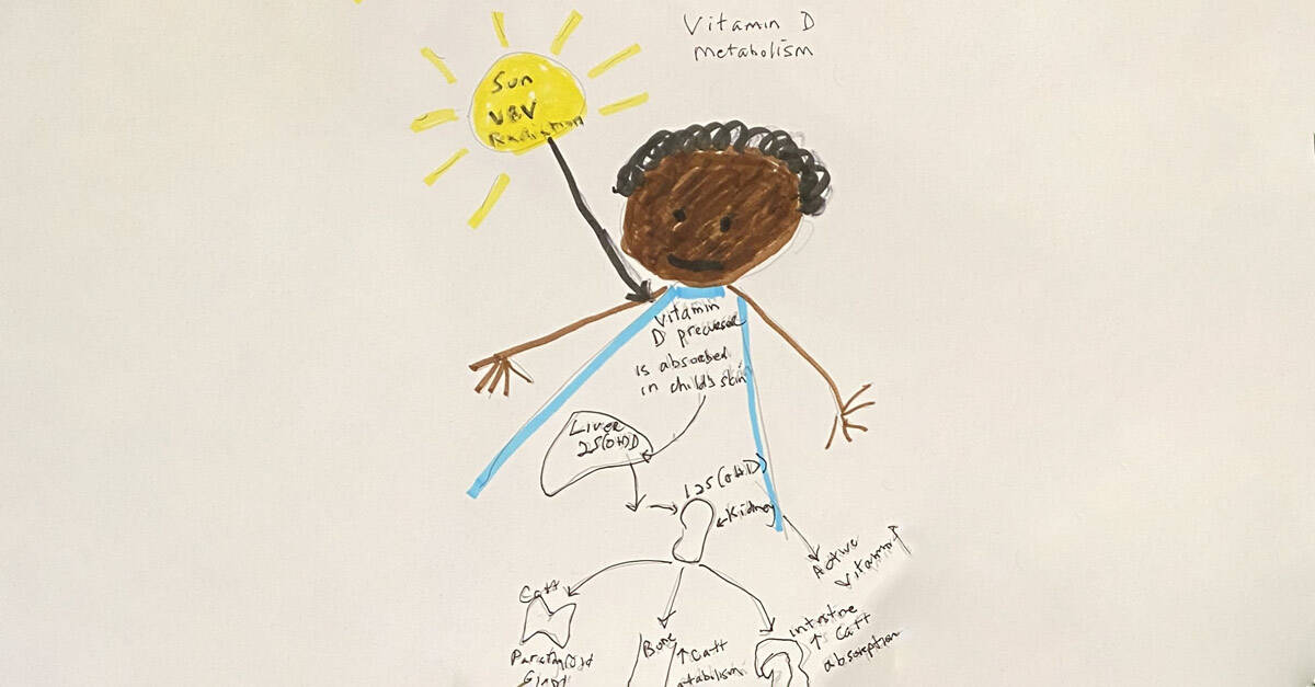 drawing that illustrates how vitamin D is absorbed